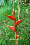 Heliconia bihai 'Purple Throat'